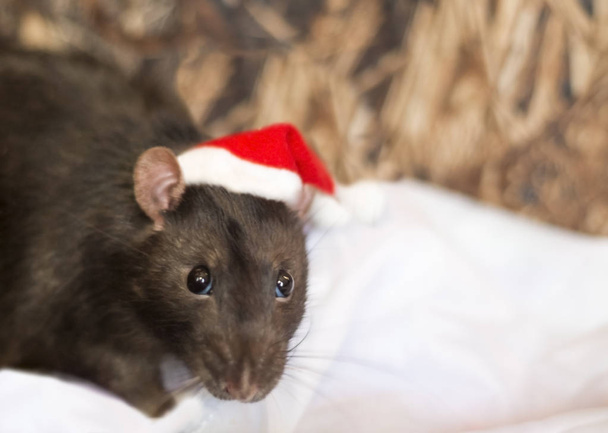 rat foncé dans le chapeau de Noël sur fond blanc
 - Photo, image