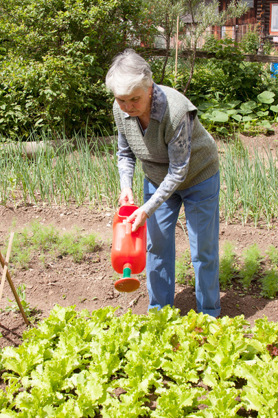 An elderly woman pours a watering-can a bed with sheet lettuce - Foto, afbeelding