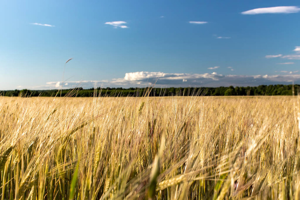 Beautiful rural landscape wheat field. Sunny day. - Fotó, kép