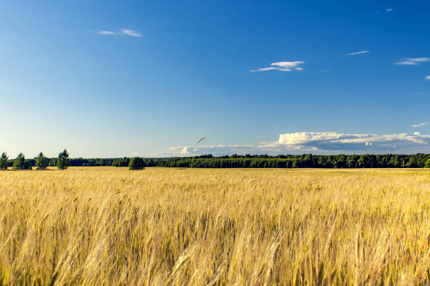 Hermoso campo de trigo paisaje rural. Día soleado. - Foto, imagen