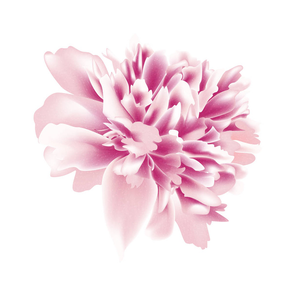 Όμορφο λουλούδι παιωνία απομονώνεται σε λευκό φόντο. Απεικόνιση διανύσματος. Κέρδος ανά μετ. 10 - Διάνυσμα, εικόνα
