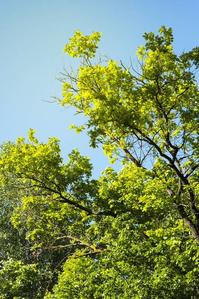 Koruna zelených stromů proti pozadí čiré modré oblohy - Fotografie, Obrázek