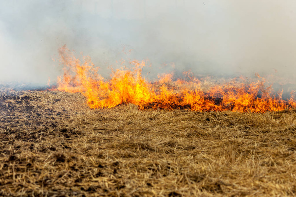 Bos en steppe branden droog vernietigen volledig de velden en steppen tijdens een ernstige droogte. Ramp brengt regelmatig schade aan natuur en economie van de regio. Verlichting veld met de oogst van de tarwe - Foto, afbeelding