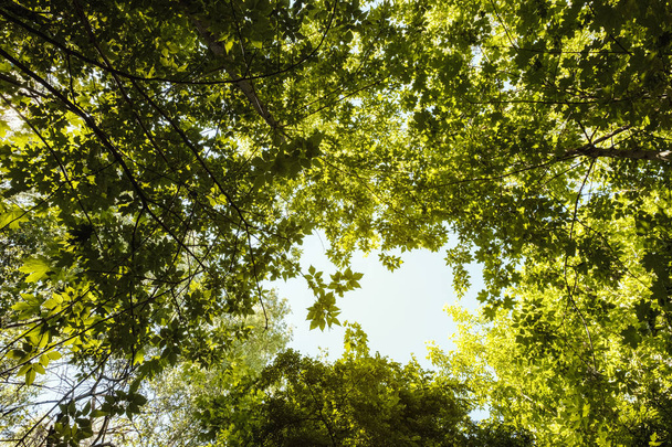 Vista inferior de los árboles en el bosque. La luz del sol atraviesa las hojas de los árboles
 - Foto, Imagen