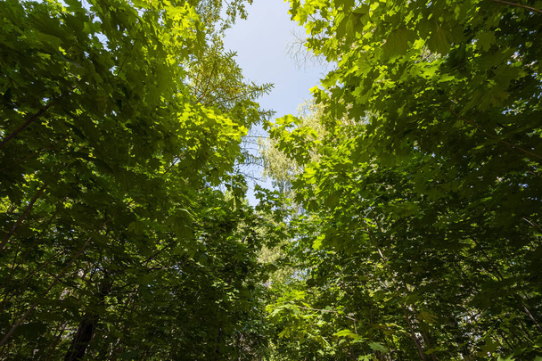 Bonitas coroas espalhando de árvores no parque, quadrado ou na floresta. Conceito de estilo de vida saudável
 - Foto, Imagem