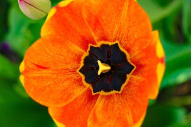 Zbliżenie zdjęcie rdzenia czerwony tulipan, streszczenie tło kwiatowy. - Zdjęcie, obraz