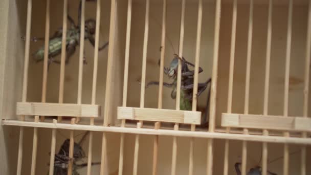 Ázsiai bolhapiacon óriás Grasshoppers egy ketrecben - Felvétel, videó
