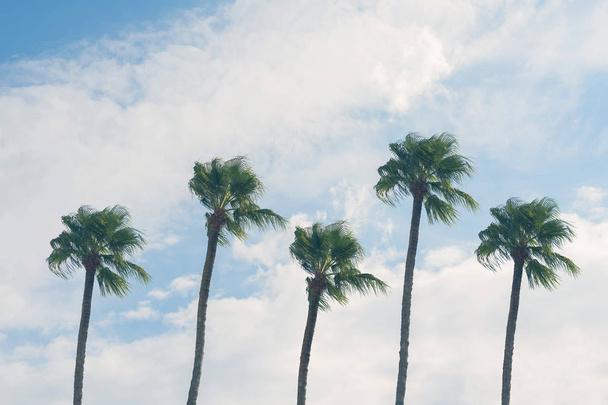 Kopírujte místo siluety tropického palmového stromu se slunečním světlem na modrém nebi. Letní prázdniny a cestování - Fotografie, Obrázek