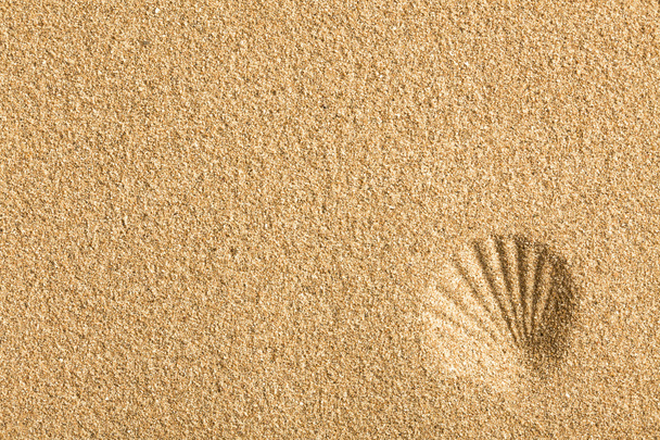 shell imprinted on the sand - Foto, Imagen