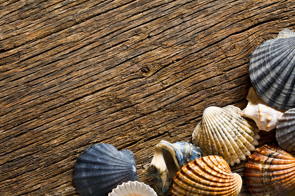 sea shells on old wooden table - Φωτογραφία, εικόνα