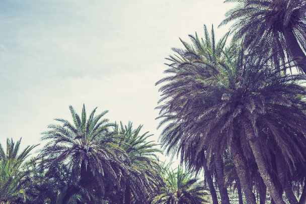 gałęzie tropikalnych drzew palmowych na tle nieba.  - Zdjęcie, obraz