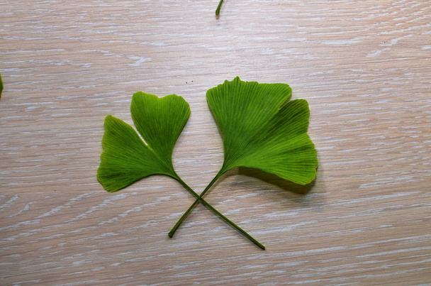 Branches and leaves of a ginkgo. - Photo, Image