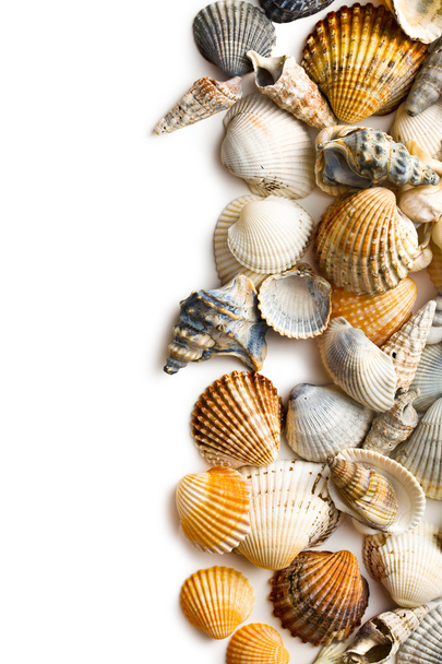 sea shells - Φωτογραφία, εικόνα
