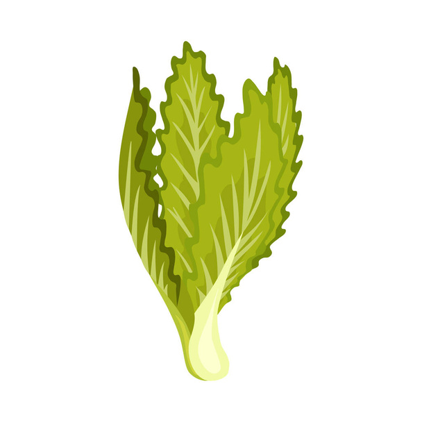 Salada fresca verde vegetal e ervas, comida vegetariana orgânica, ilustração vetorial isolada no fundo branco
. - Vetor, Imagem