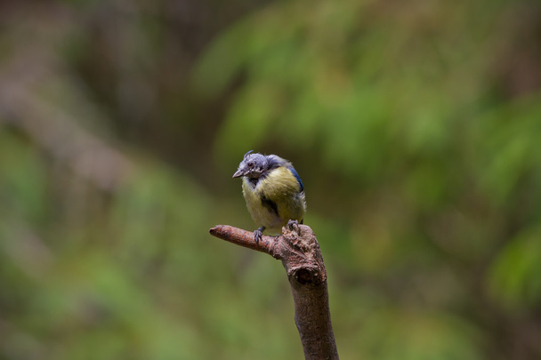 hasta kuş - Fotoğraf, Görsel