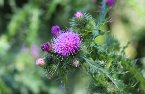Cirsium vulgare flower, the spear thistle, bull thistle, or common thistle, blooming in summer - Photo, Image