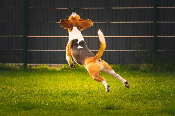 Σκύλος κυνηγόσκυλο πηδάει για να πιάσει μια μπάλα στον κήπο. - Φωτογραφία, εικόνα