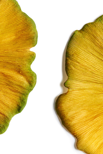 鮮やかなイエローゴールドイチョウ葉の極端なクローズアップ - 写真・画像