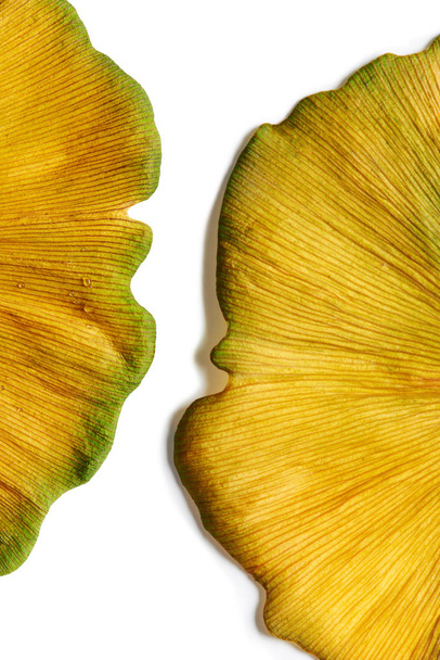 鮮やかなイエローゴールドイチョウ葉の極端なクローズアップ - 写真・画像