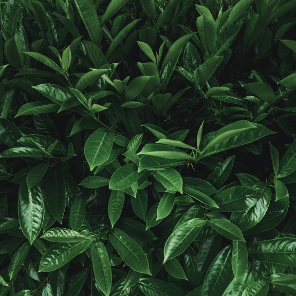 Tropical plant leaves - Fotografie, Obrázek