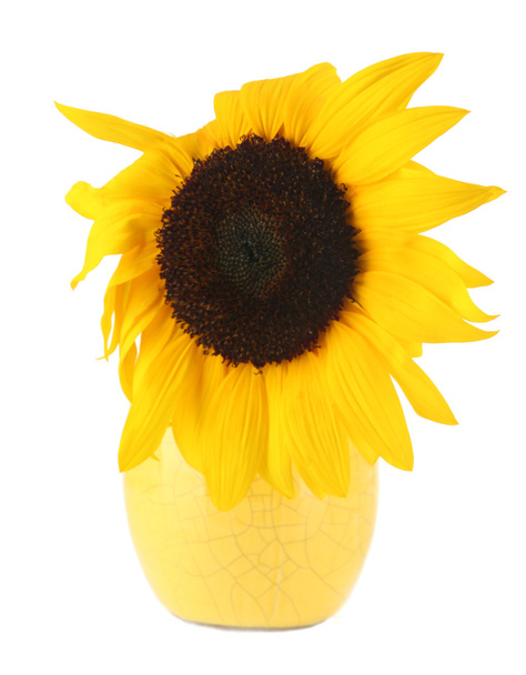 Bright sunflower in vase isolated on white - Фото, изображение