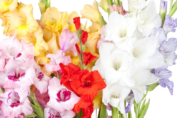 美しいカラフルなグラジオラスの大きな花束 - 写真・画像