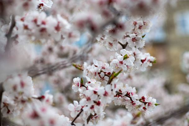 abrikoos bloem lente natuur close-up macro awekening leven - Foto, afbeelding