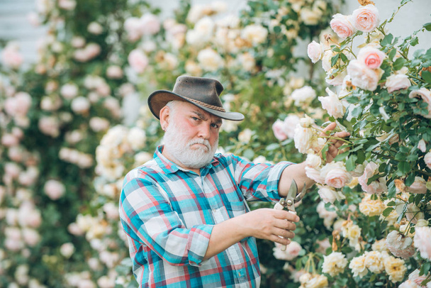 Grandfather in beautiful garden. Concept of a retirement age. Senior gardener. Portrait of grandfather while working in flowers garden. Spring and hobbies. - Фото, изображение