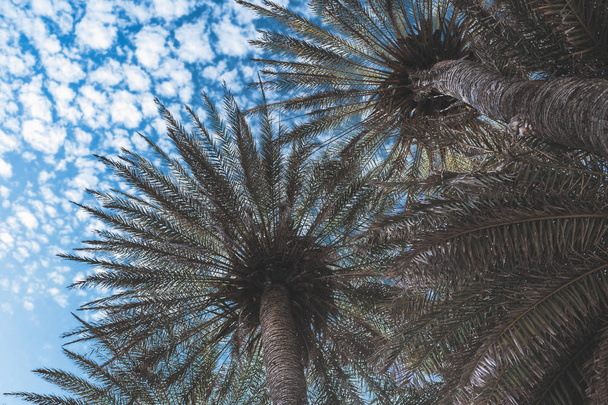 branches of palm trees on the sky background.  - Valokuva, kuva