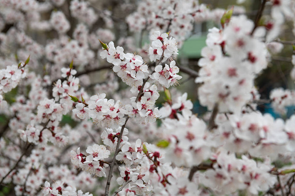 abrikoos bloem lente natuur close-up macro awekening leven - Foto, afbeelding