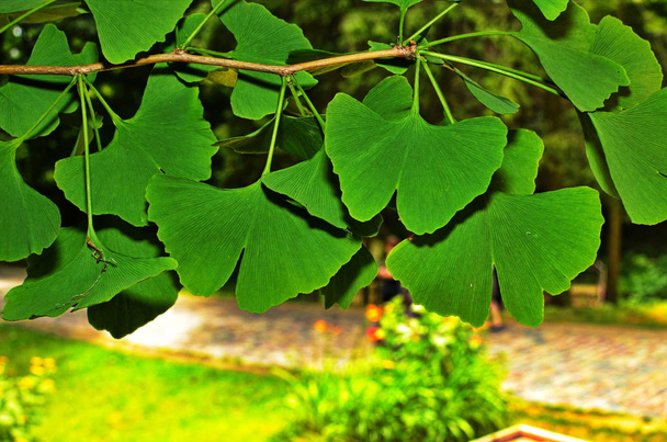 Branches et feuilles d'un ginkgo
. - Photo, image