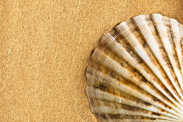 sea shell on sand - Fotoğraf, Görsel