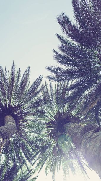 Gökyüzü arka plan üzerinde palmiye ağaçlarının dallarının resmidikey boyutu. 9 : 16 oranı  - Fotoğraf, Görsel