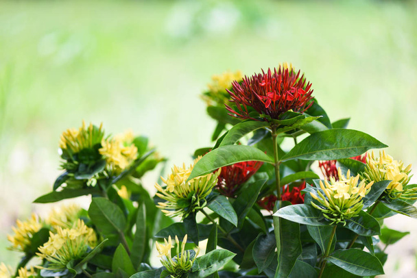 Ixora цветок красный и желтый, цветущий в саду красивый Нат
 - Фото, изображение