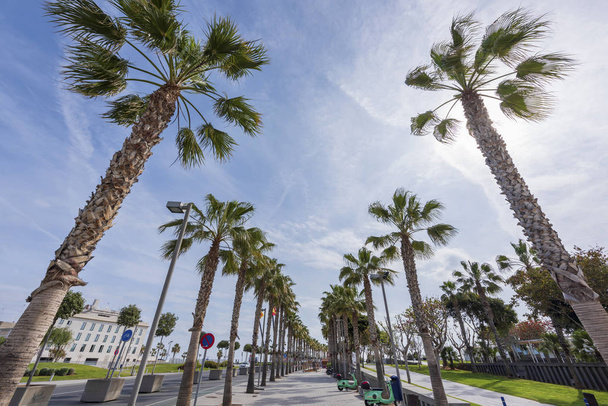 Екзотичний вигляд тротуару з пальмами і скутерами в оренду
 - Фото, зображення