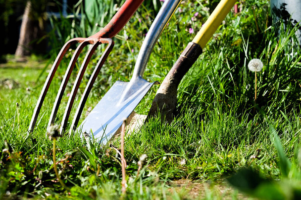 A red gardening fork and two gardening spades in grass - Photo, Image