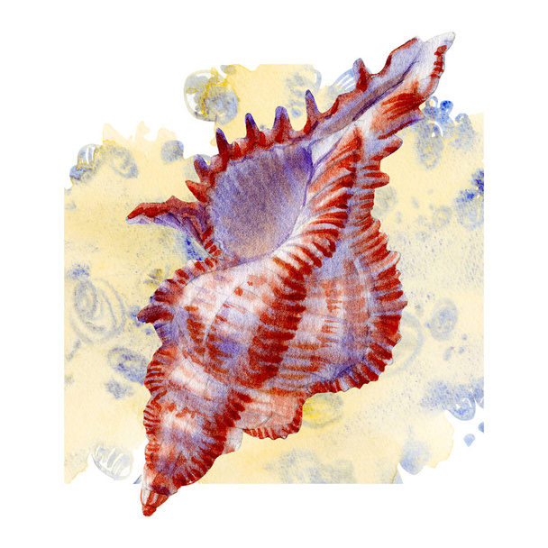 Akvarell meg a tengeri kagylókból fehér háttérrel a menü vagy a design. - Fotó, kép