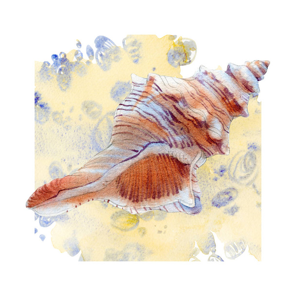 Watercolor set of seashells on white background for your menu or design. - Foto, Imagem