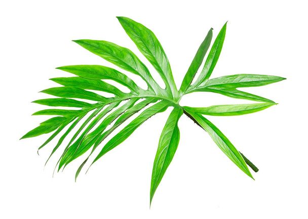 Екзотичний великий тропічний лист джунглів
, - Фото, зображення
