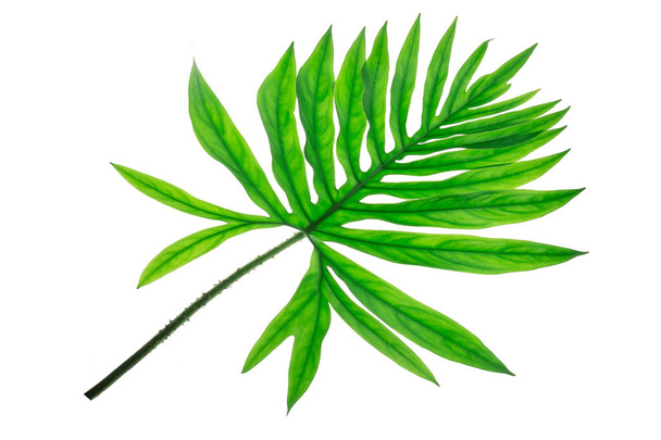 Exotic large tropical jungle leaf, - Zdjęcie, obraz