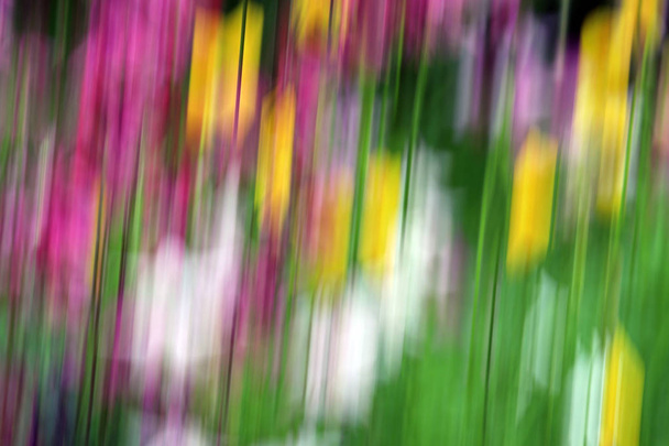 Fuzzy, borrado, flores coloridas na natureza
 - Foto, Imagem