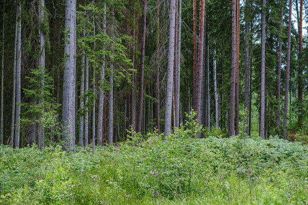 summer forest lush with green folaige vegetation, tree branches  - Photo, Image