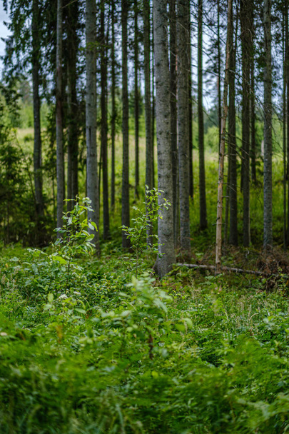 bosque de verano exuberante con vegetación verde folaige, ramas de árboles
  - Foto, Imagen