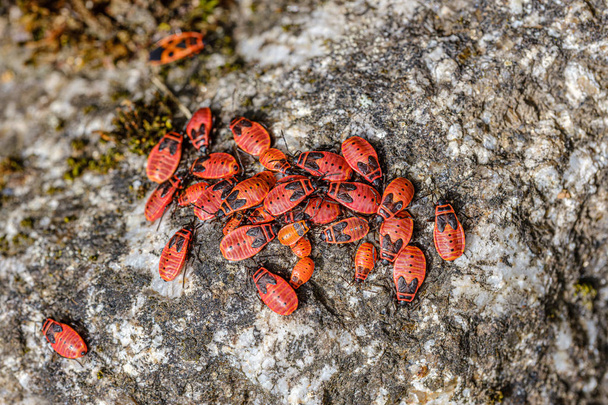 petits beatles rouges nichant sur les rochers en été. Pyrrhocoris ap
 - Photo, image