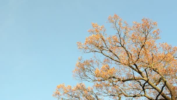 Dub větev podzim - Záběry, video