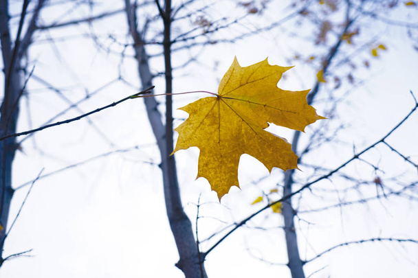 Bright dry leaf on a branch. Autumn landscape. White background. - Fotografie, Obrázek