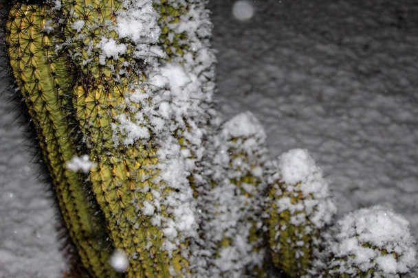 Kaktusy se ve Scottsdale Arizona oprášili ve sněhu - Fotografie, Obrázek