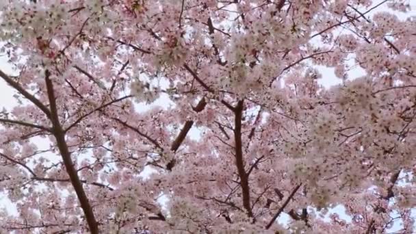 Uzavření sakury (třešňový květ) v Japonsku - Záběry, video