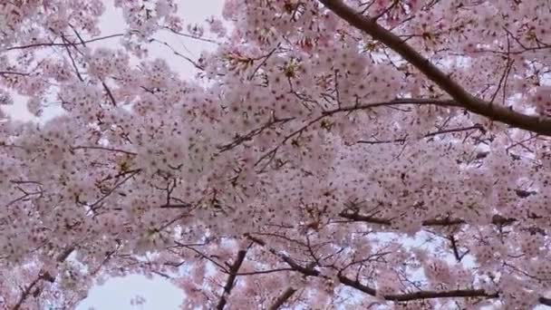 Közelről Sakura (Cherry Blossom) Japánban - Felvétel, videó