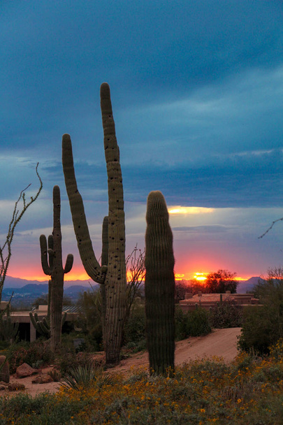 Saguaros a fényes és színes Scottsdale Sunset - Fotó, kép